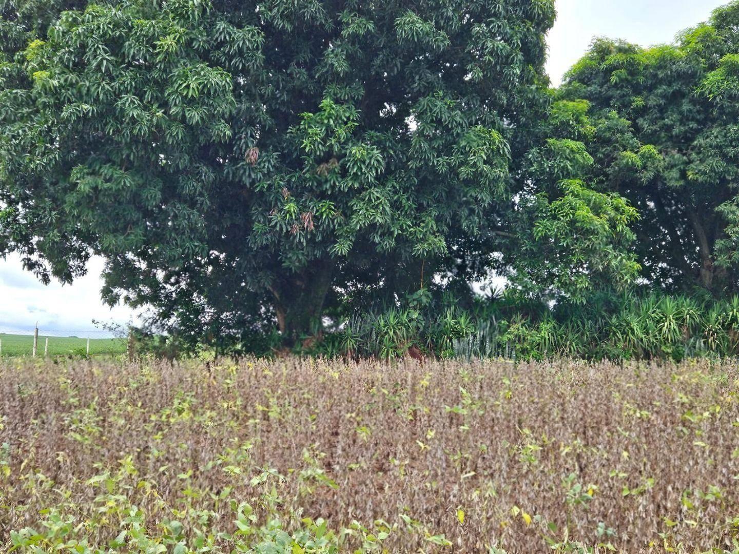 Chácara/Sítio à venda em Area Rural, Floresta - PR