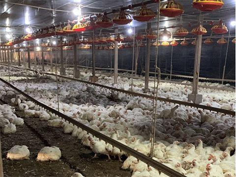 Chácara/Sítio à venda em Rural, Nova Aliança do Ivaí - PR