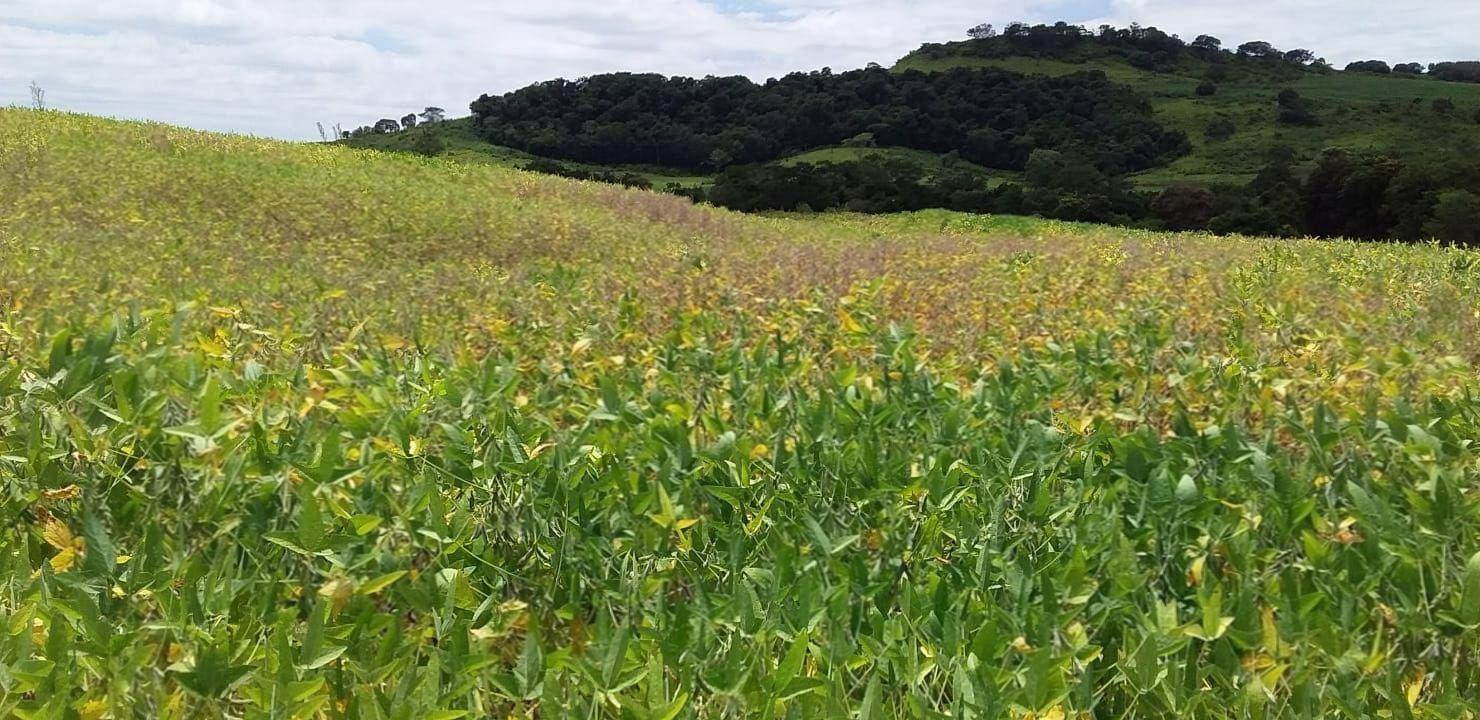Chácara/Sítio à venda em Gleba Cambará, Bom Sucesso - PR