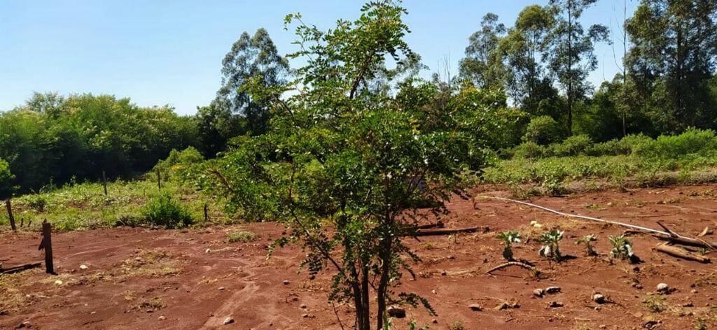 Chácara/Sítio à venda em Vila Morangueira, Maringá - PR