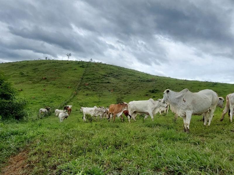 Fazenda à venda em Centro, Paraíba do Sul - RJ