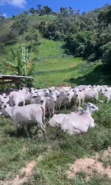 Fazenda à venda em Posse, Petrópolis - RJ